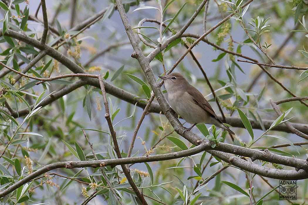 Garden Warbler
